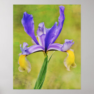 Dutch Iris Flower Photographic Art Print