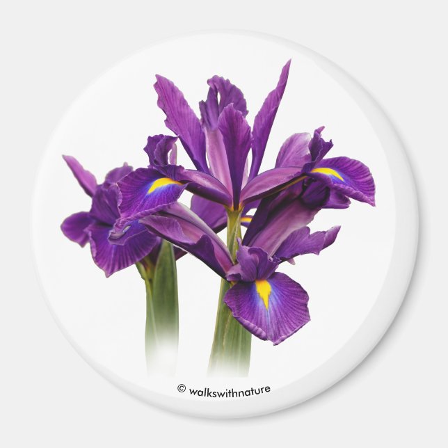 Dutch Iris Purple Sensation Magnet (Front)