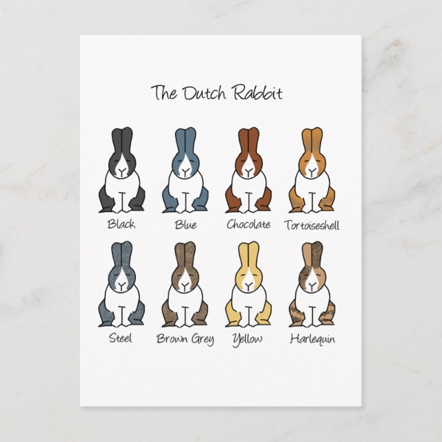 Dutch Rabbit Colours Postcard (Front)