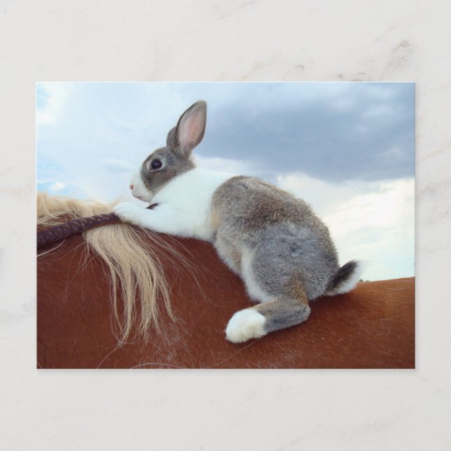 Dutch rabbit riding a horse postcard (Front)