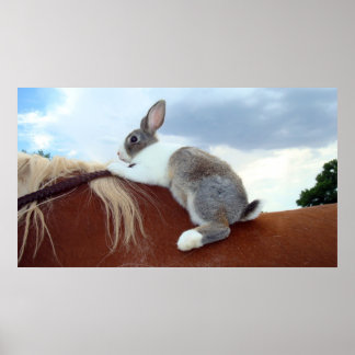 Dutch rabbit riding a horse poster