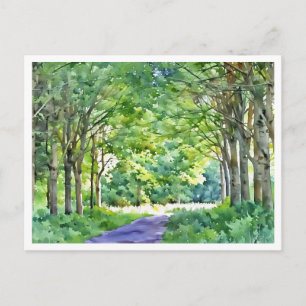 Dutch Salland Region Westerveldse Bos Forest Postcard