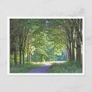 Dutch Salland Region Westerveldse Bos Forest Postcard