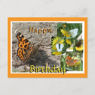 Dutch Summer Butterflies Collage Birthday Postcard