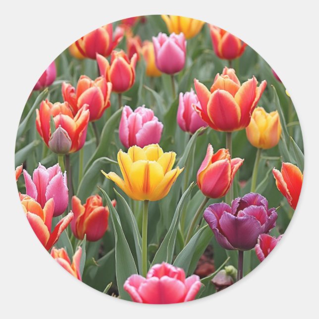 Dutch Tulips Classic Round Sticker (Front)
