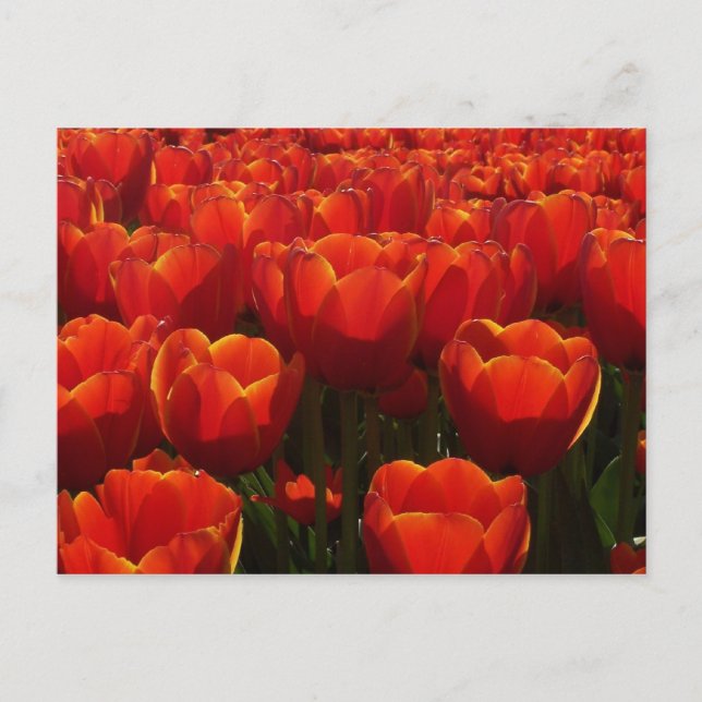 Dutch tulips postcard (Front)