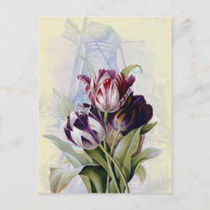 Dutch Tulips Postcard