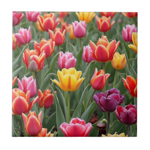 Dutch Tulips Tile