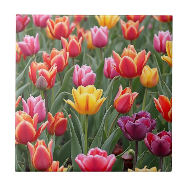 Dutch Tulips Tile (Front)