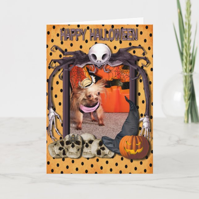 Dutchess - Chihuahua - Photo-7 Card (Front)