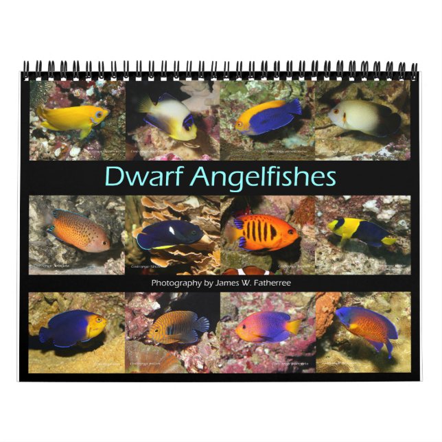 Dwarf Angelfishes Wall Calendar by J.W. Fatherree. (Cover)
