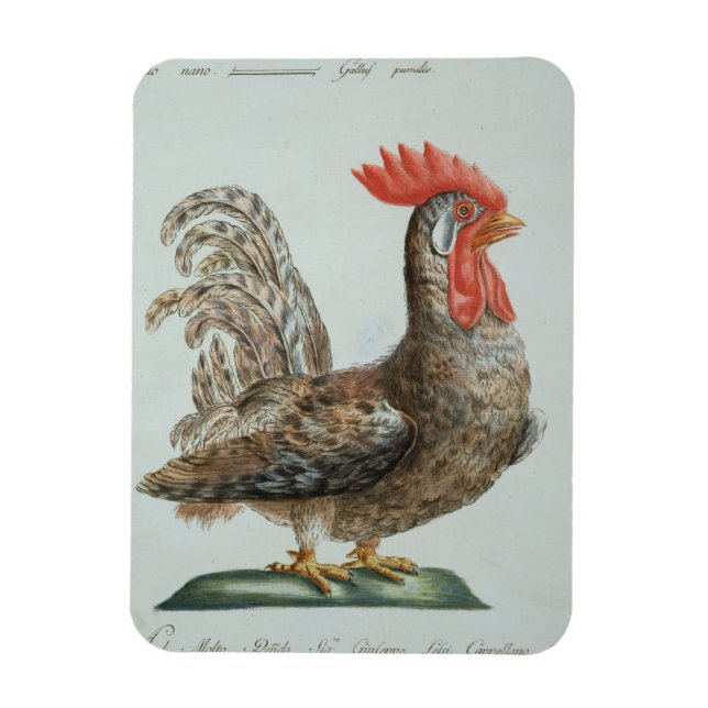 Dwarf Cockerel, c.1767-76 (hand coloured engraving Magnet (Vertical)