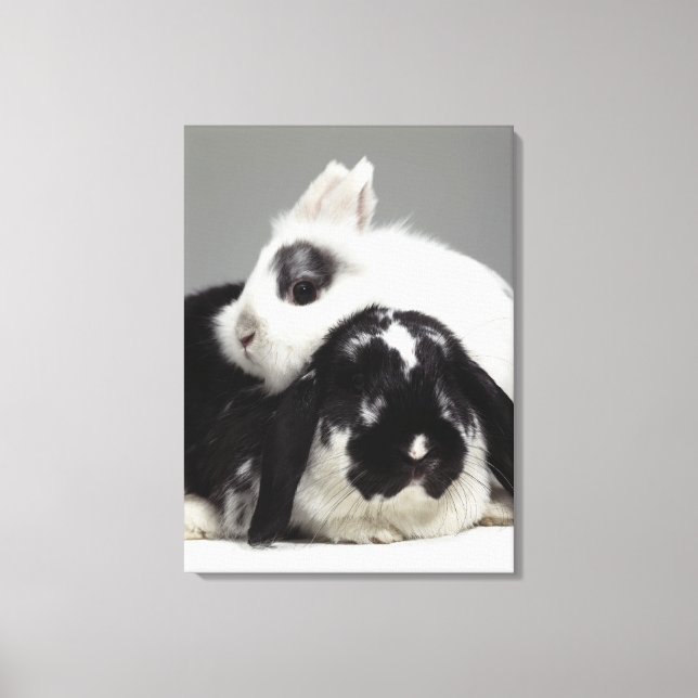 Dwarf-eared rabbit leaning over lop-eared canvas print (Front)