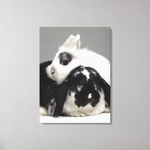 Dwarf-eared rabbit leaning over lop-eared canvas print