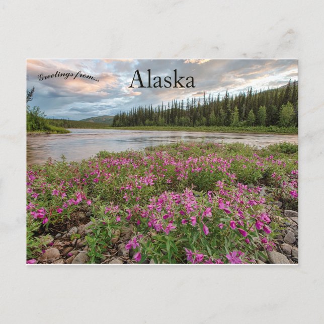 Dwarf Fireweed Along the Beaver Creek River Alaska Postcard (Front)