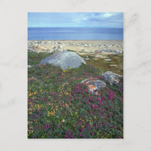 Dwarf fireweed, Hudson Bay, NWT, Canada Postcard