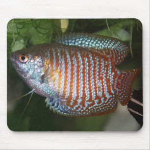 Dwarf Gourami - Colisa lalia Mouse Mat