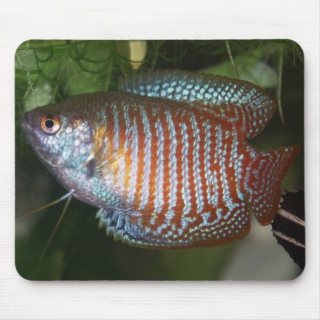 Dwarf Gourami - Colisa lalia Mouse Mat (Front)