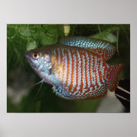 Dwarf Gourami - Colisa lalia