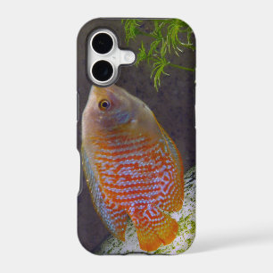 Dwarf Gourami Fish