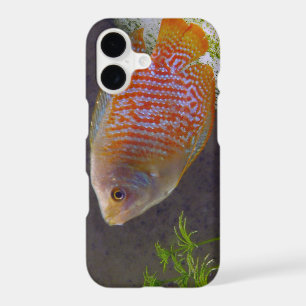 Dwarf Gourami Fish