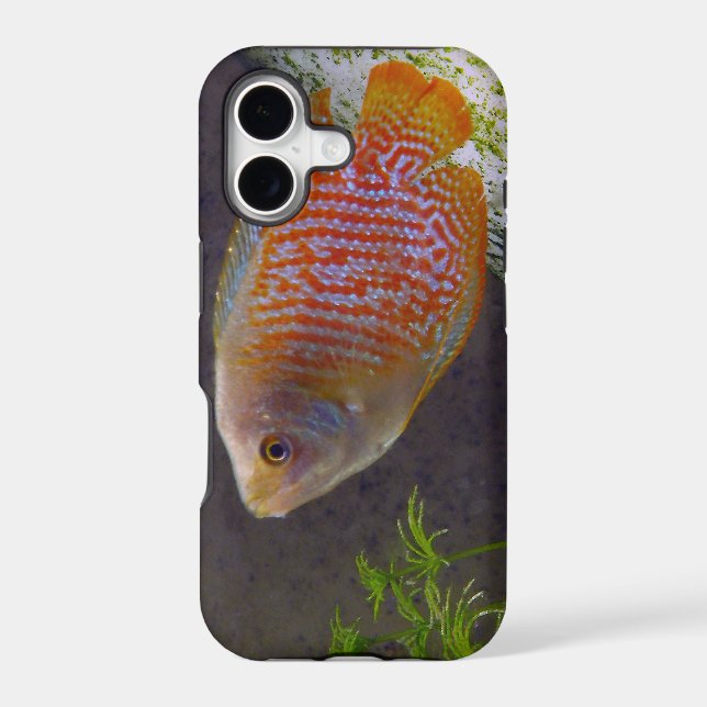 Dwarf Gourami Fish (Back)