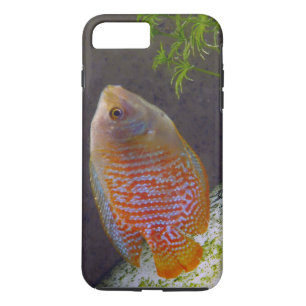 Dwarf Gourami Fish iPhone 8 Plus/7 Plus Case