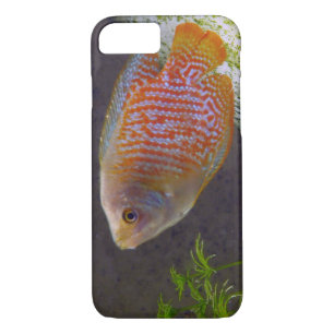 Dwarf Gourami Fish iPhone 8/7 Case