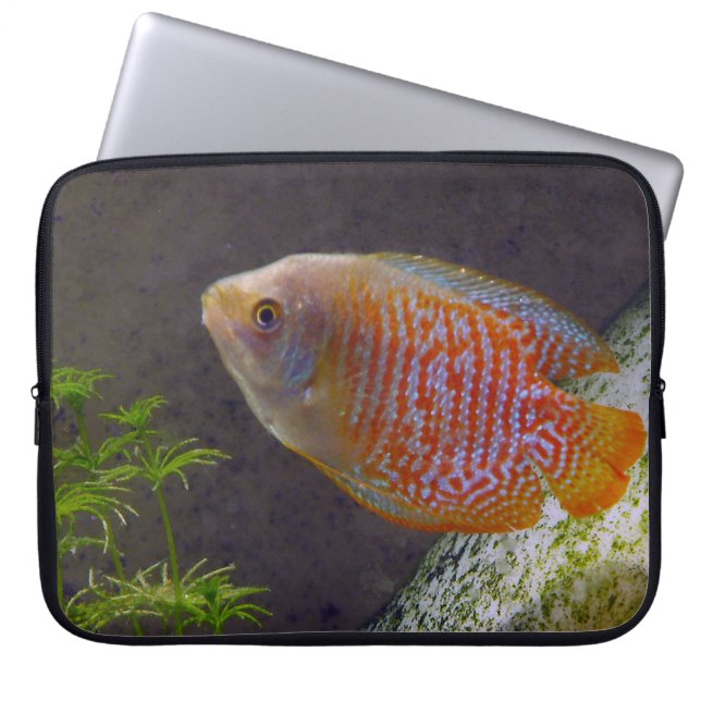 Dwarf Gourami Fish Laptop Sleeve (Front)
