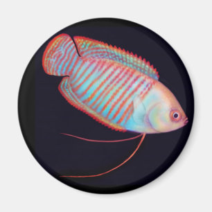 Dwarf Gourami Tropical Fish Magnet