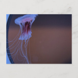 Dwarf Lion's Mane Holiday Postcard