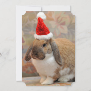 Dwarf lop bunny or rabbit