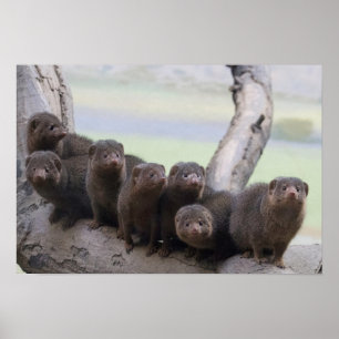 Dwarf Mongoose Pack Poster