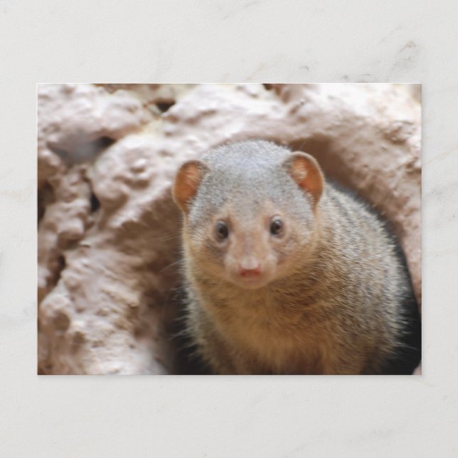 Dwarf Mongoose Postcard (Front)