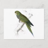 Dwarf Parrakeet-Maccaw by Edward Lear