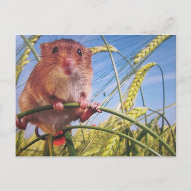 dwarf postcard (Front)