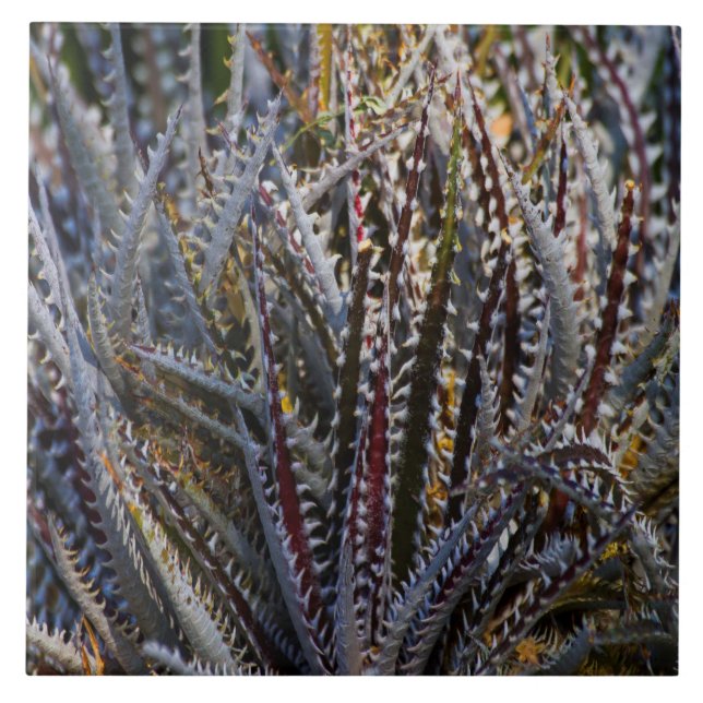 Dyckia Delight Tile (Front)