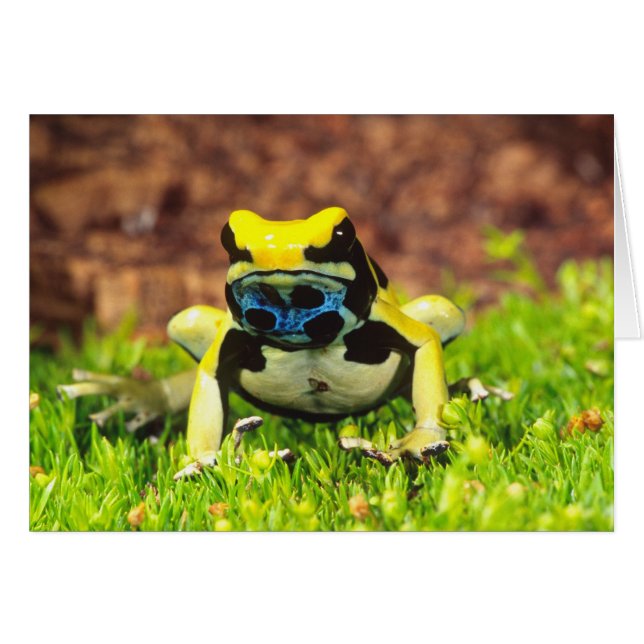 Dyeing Poison Frog, Dendrobates tinctorius, (Front Horizontal)