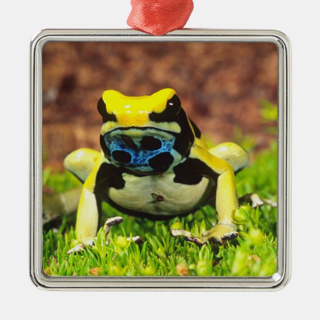 Dyeing Poison Frog, Dendrobates tinctorius, Metal Tree Decoration (Front)