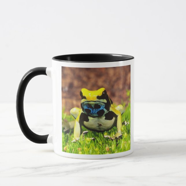 Dyeing Poison Frog, Dendrobates tinctorius, Mug (Left)
