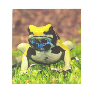 Dyeing Poison Frog, Dendrobates tinctorius, Notepad