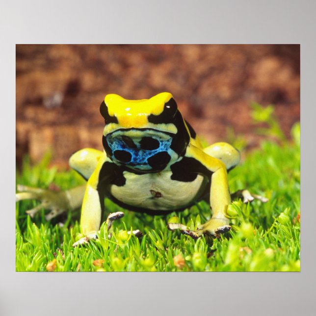 Dyeing Poison Frog, Dendrobates tinctorius, Poster (Front)