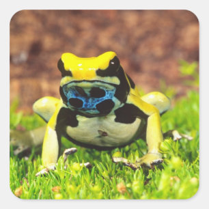 Dyeing Poison Frog, Dendrobates tinctorius, Square Sticker