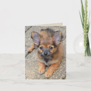 Dylan Cute Long Hair Chihuahua Puppy Birthday Card