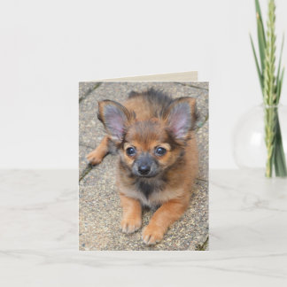 Dylan Cute Long Hair Chihuahua Puppy Birthday Card