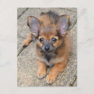 Dylan Cute Long Hair Chihuahua Puppy Postcard