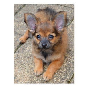 Cute Long Haired Chihuahua Horizontal Postcards Zazzle Uk