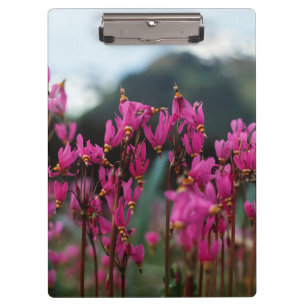 Dynamic Shooting Stars Clipboard