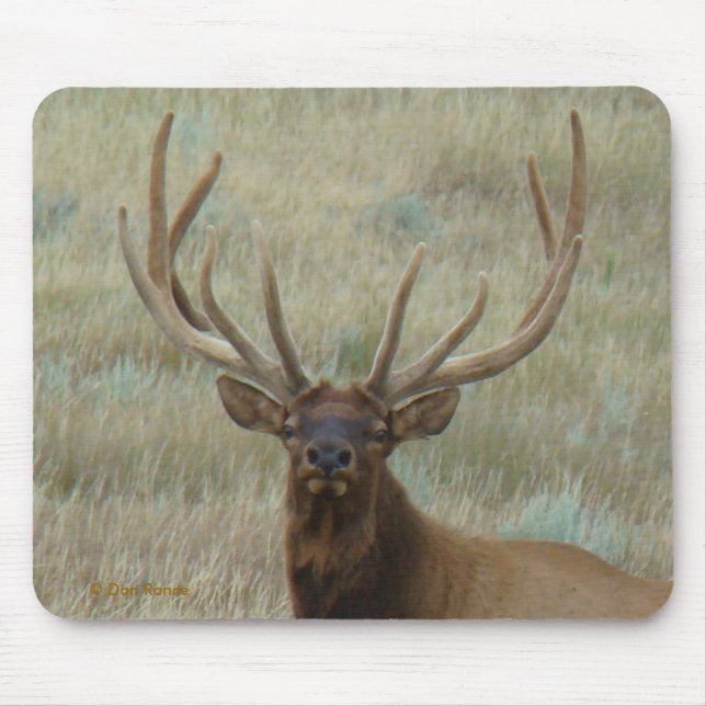E10 Bull Elk in Velvet Head Shot Mouse Mat (Front)