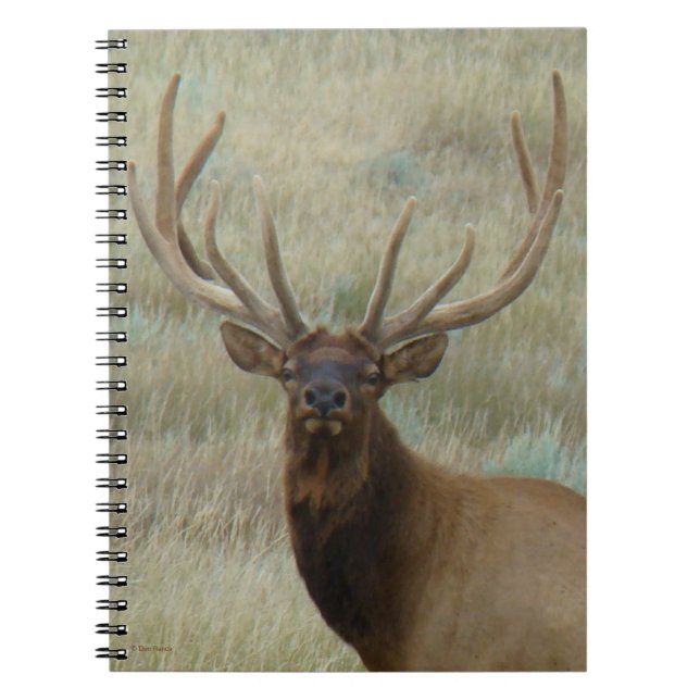 E10 Bull Elk in Velvet Head Shot Notebook (Front)